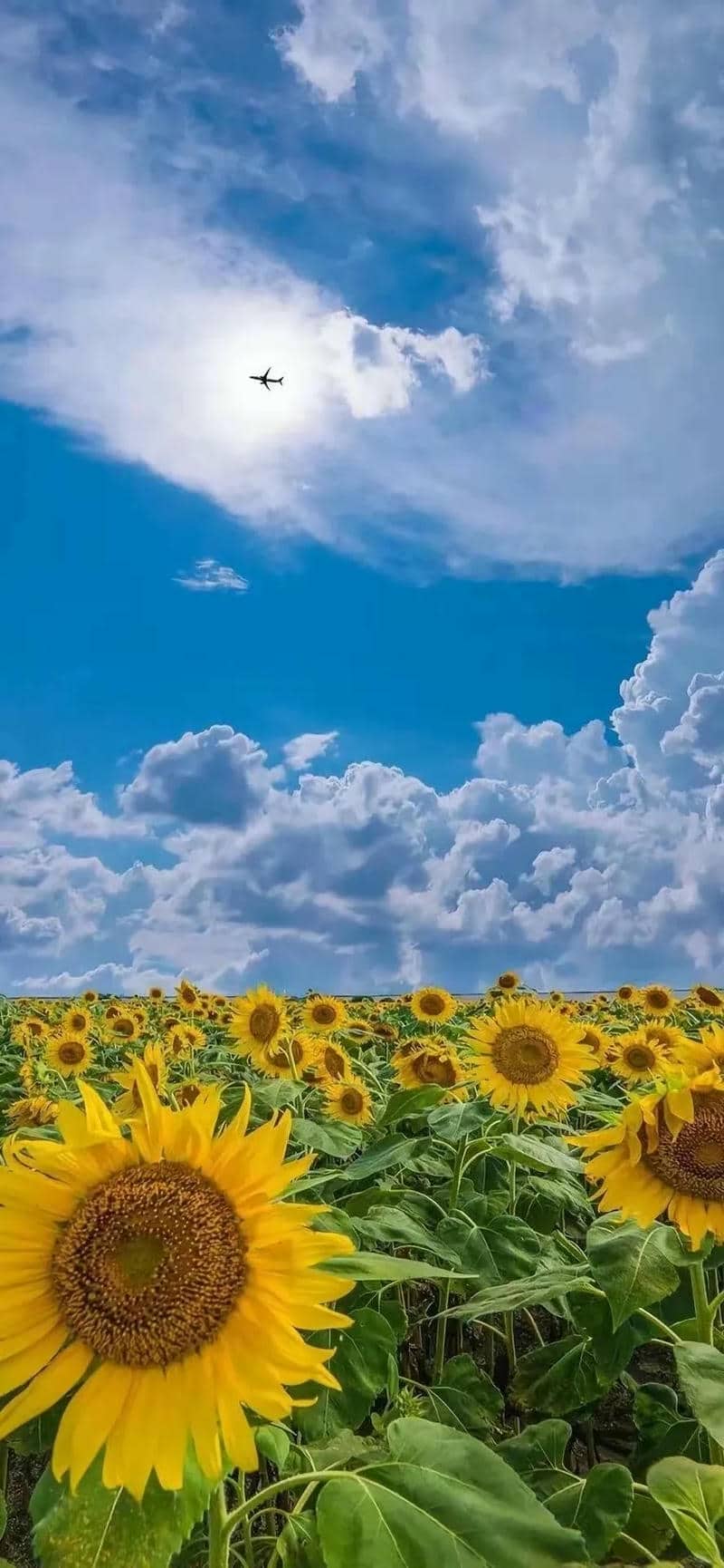 ảnh bầu trời đẹp chill