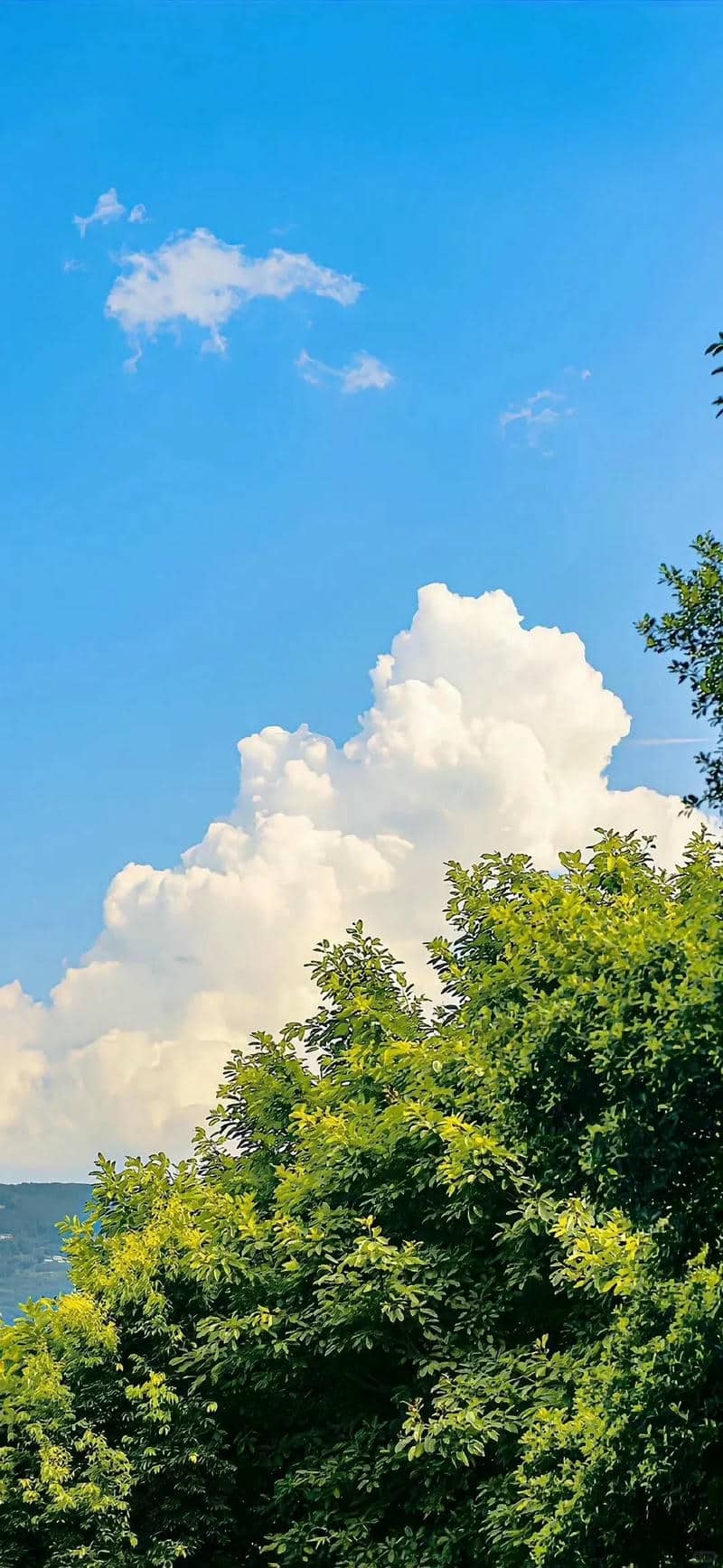 ảnh cây cối thiên nhiên