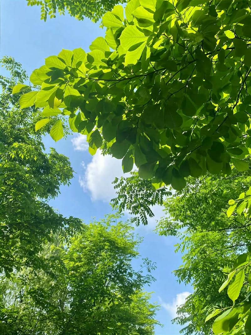 ảnh cây xanh đẹp