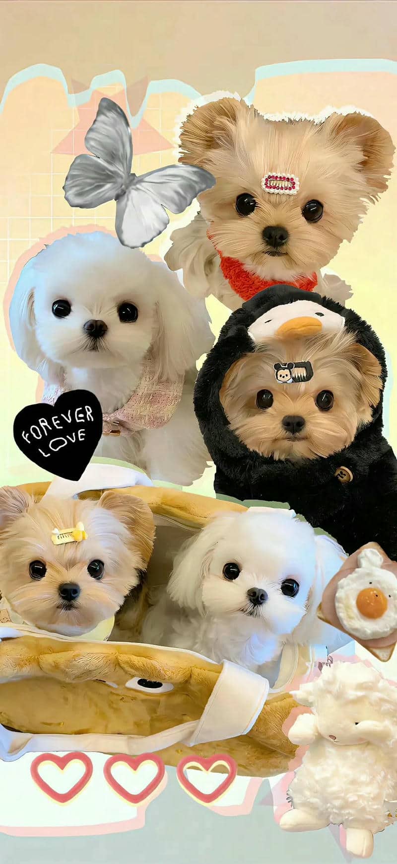 ảnh chó cute dễ thương