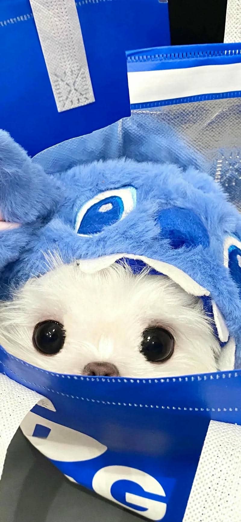 ảnh chó