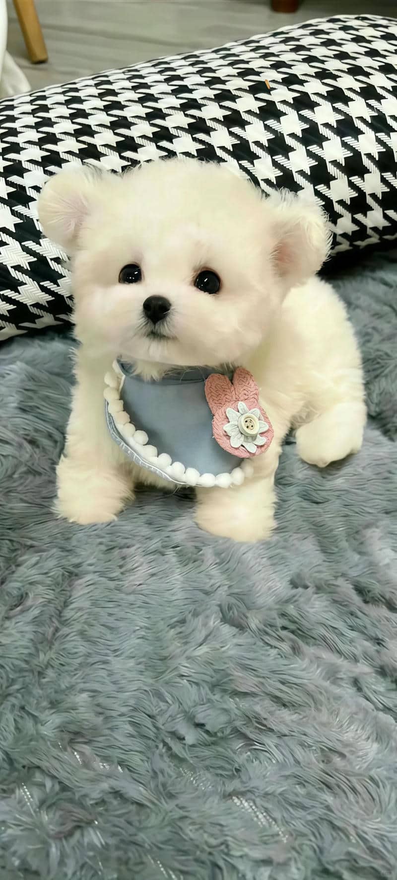 ảnh con chó