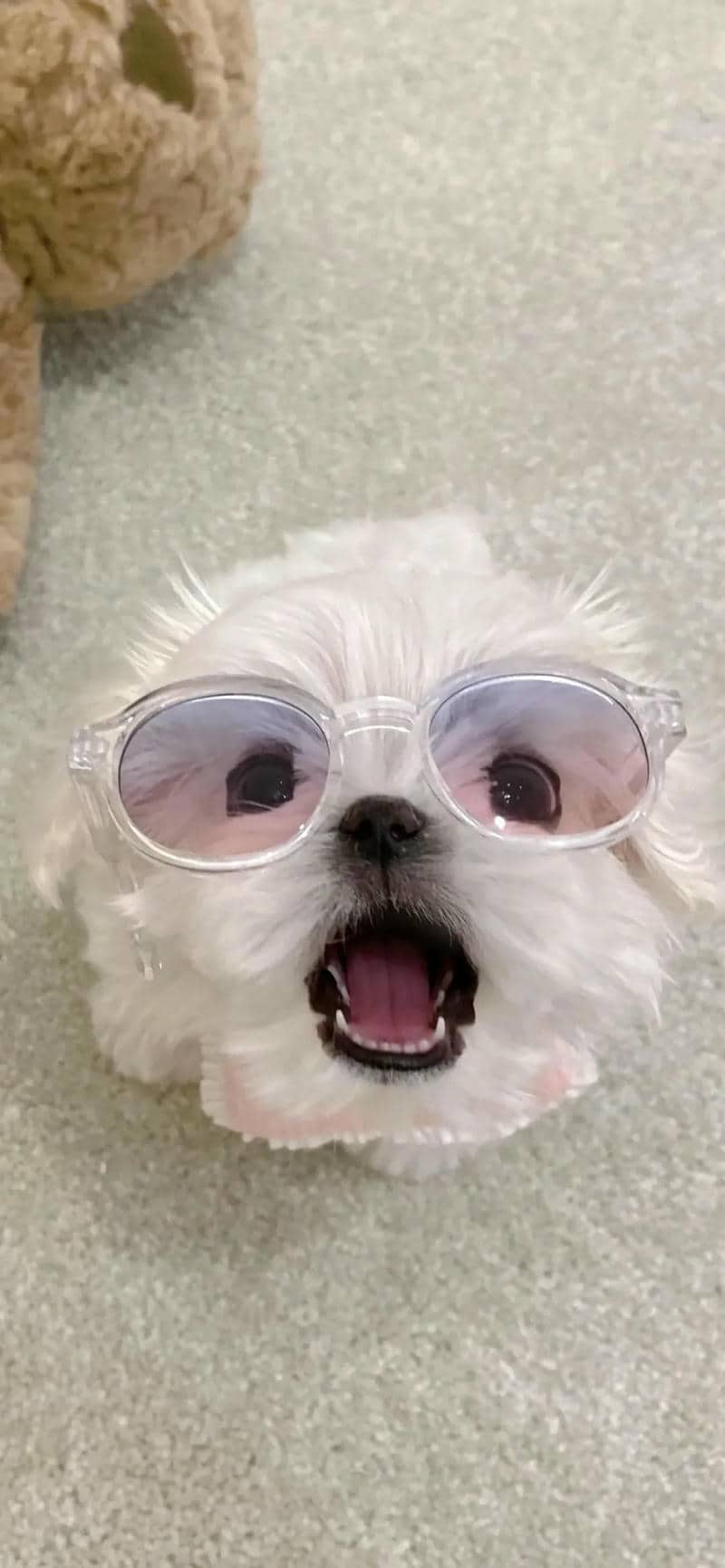 ảnh cún cute