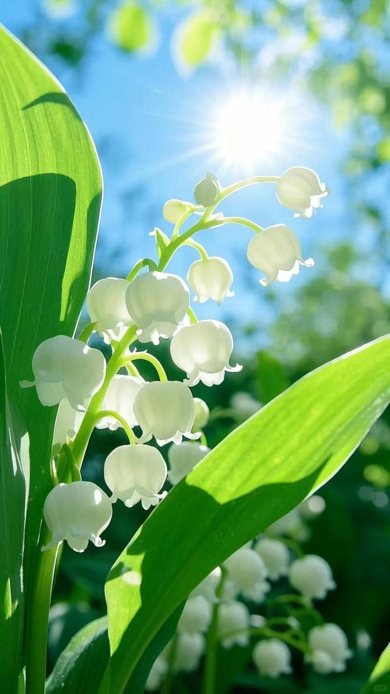 ảnh hình nền đẹp hoa linh lan