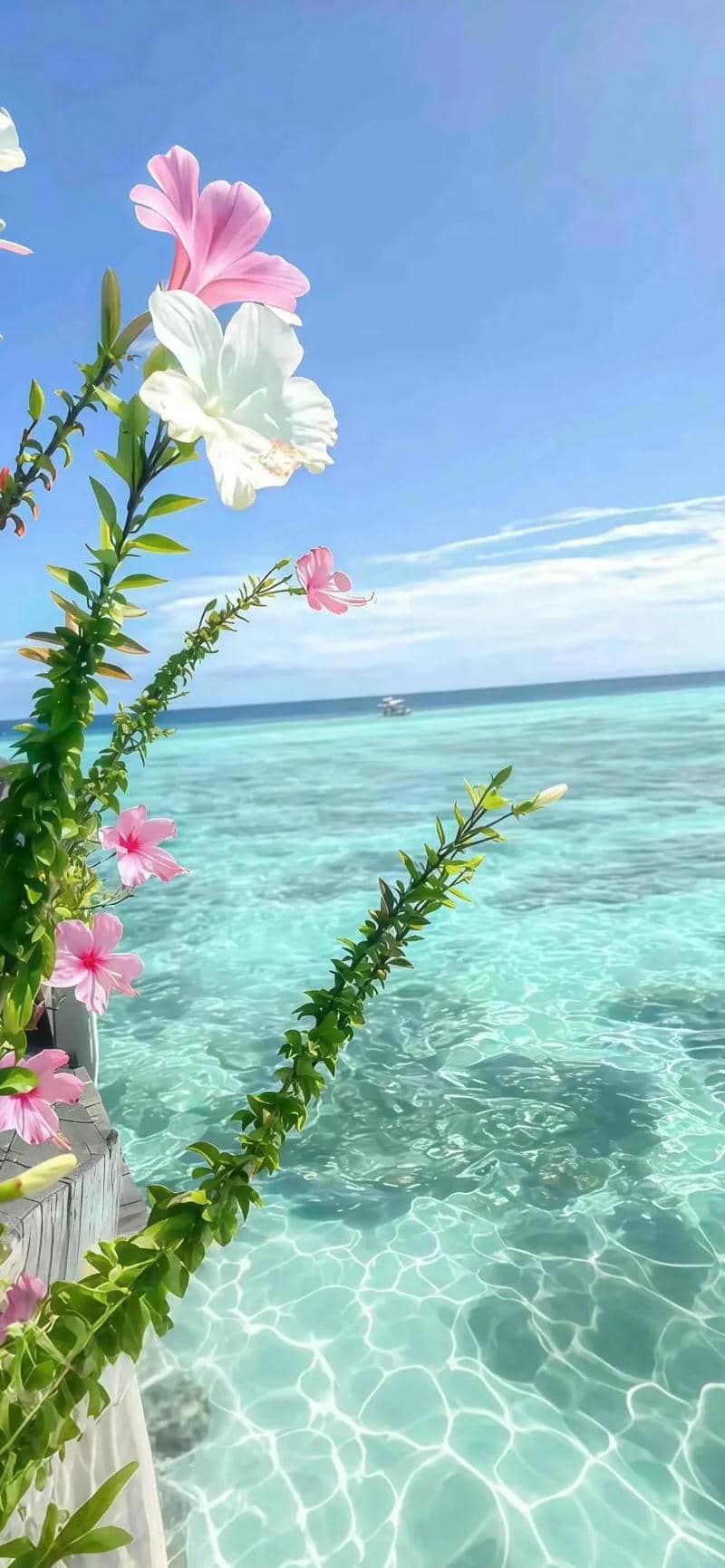 ảnh hình nền