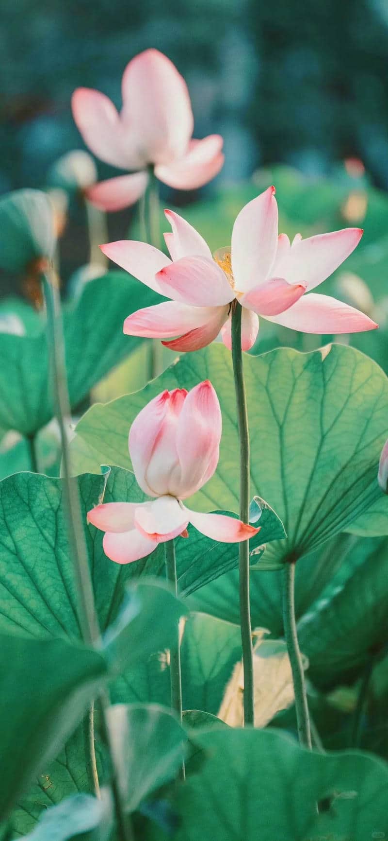 ảnh hoa sen đẹp làm hình nền