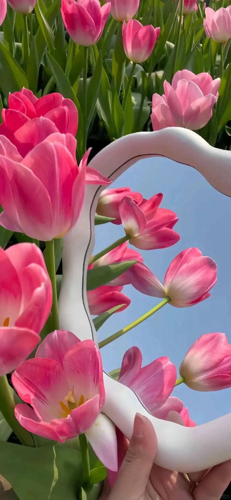 ảnh hoa tulip đẹp