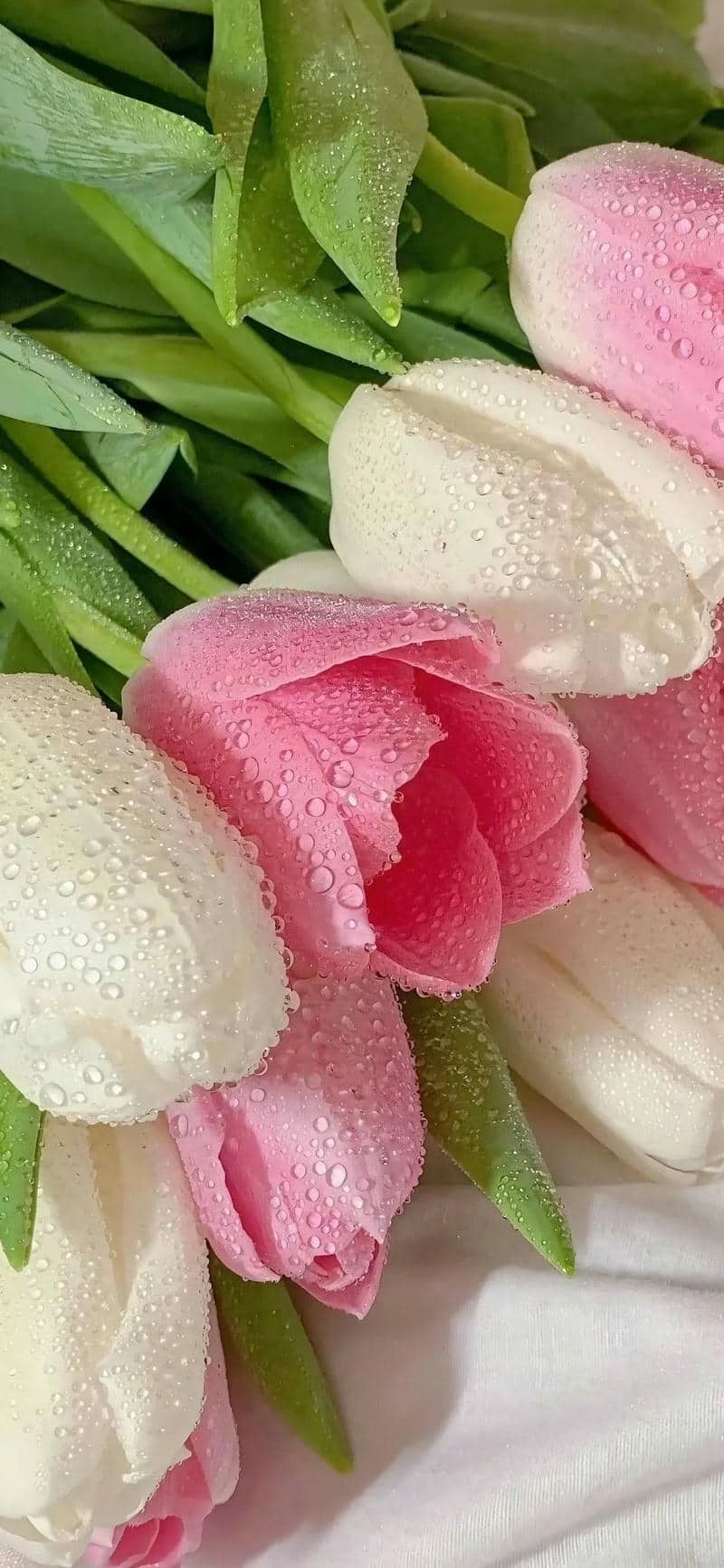 ảnh hoa tulip