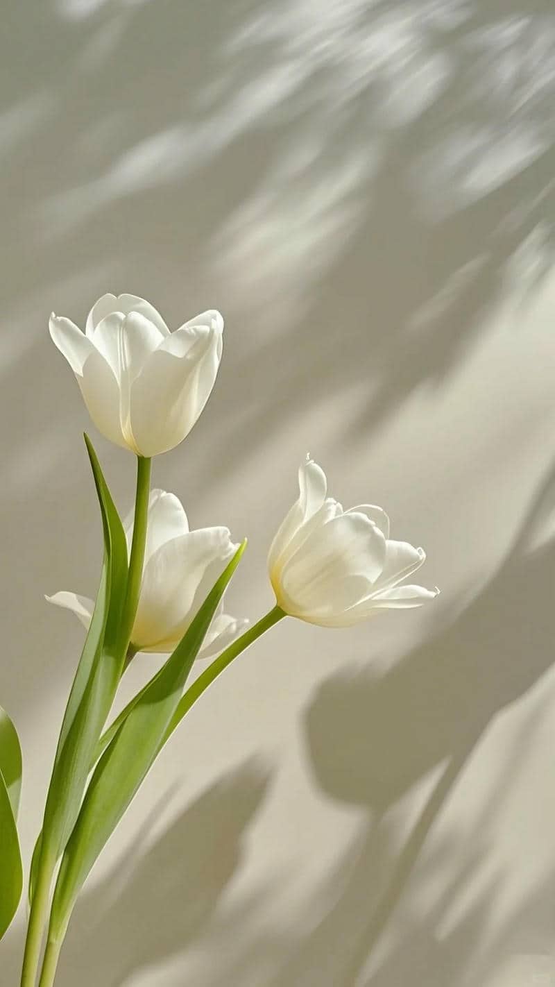 ảnh nền điện thoại hoa tulip