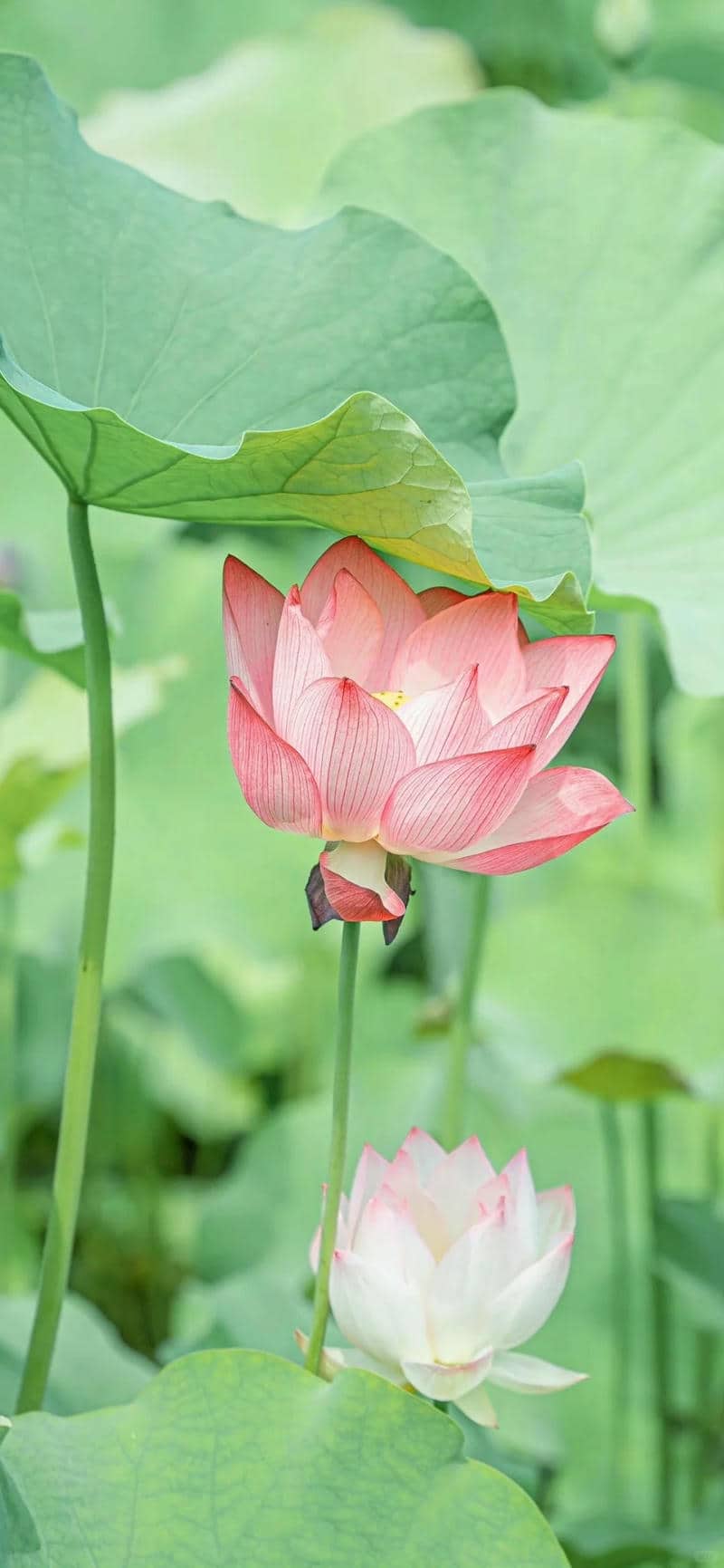 ảnh sen đẹp