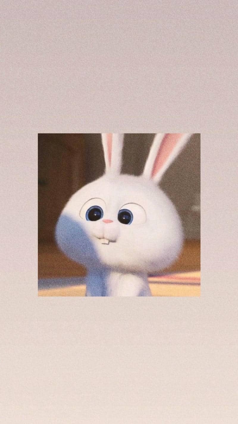 ảnh snowball hình nền cute