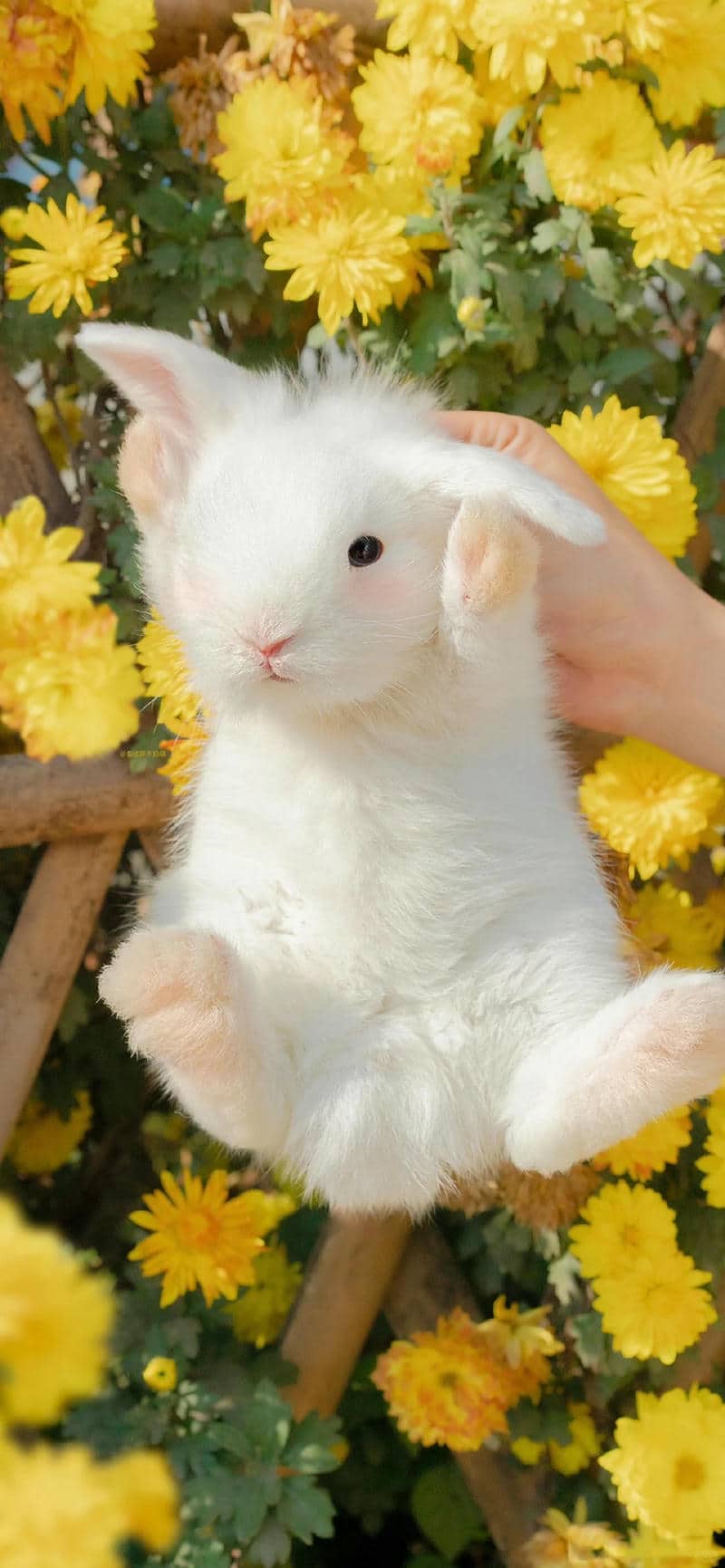ảnh thỏ con cute làm hình nền