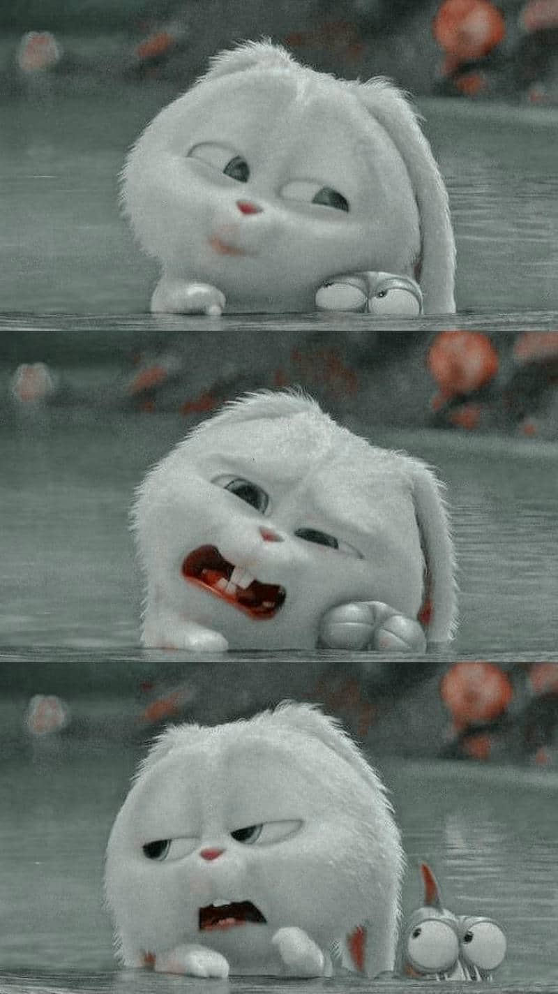 ảnh thỏ snowball cute
