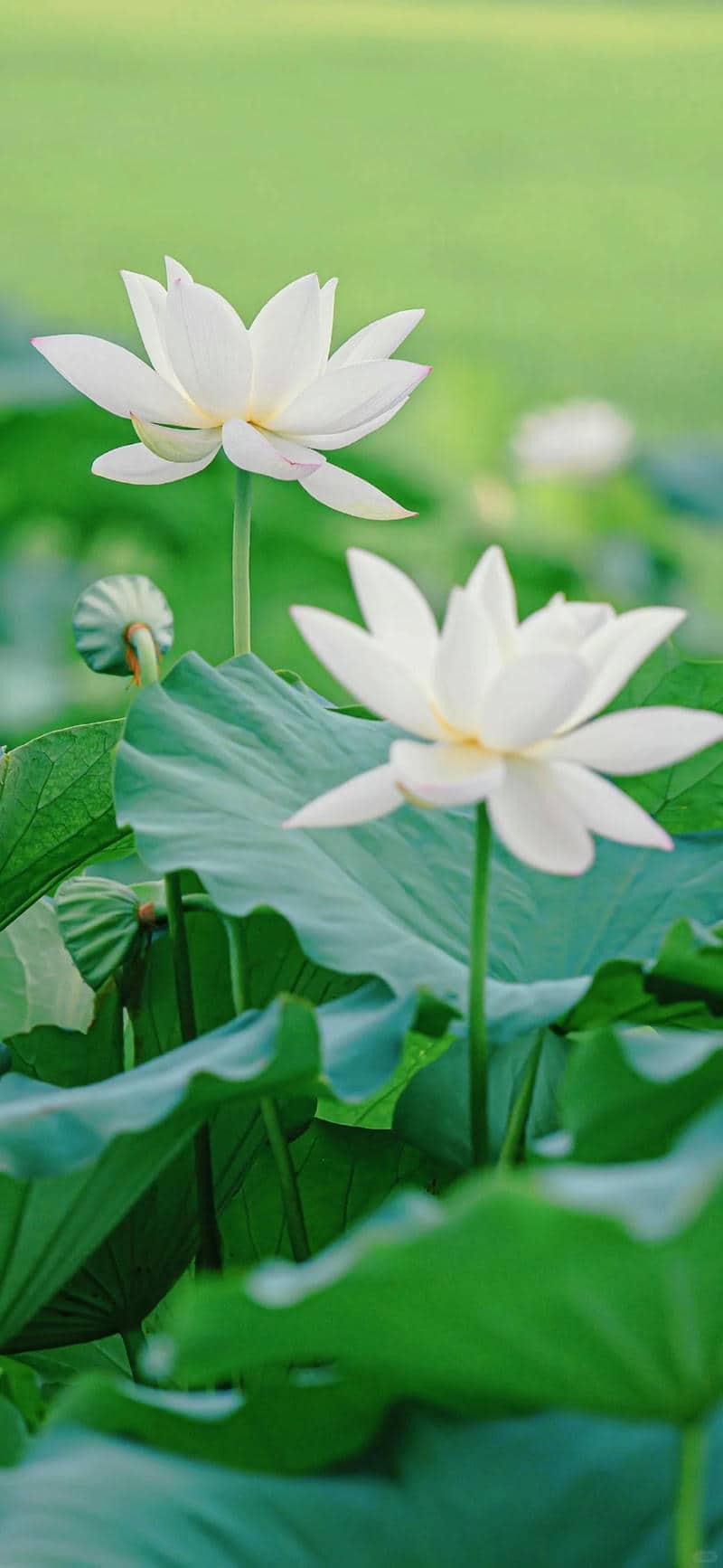 background hoa sen đẹp