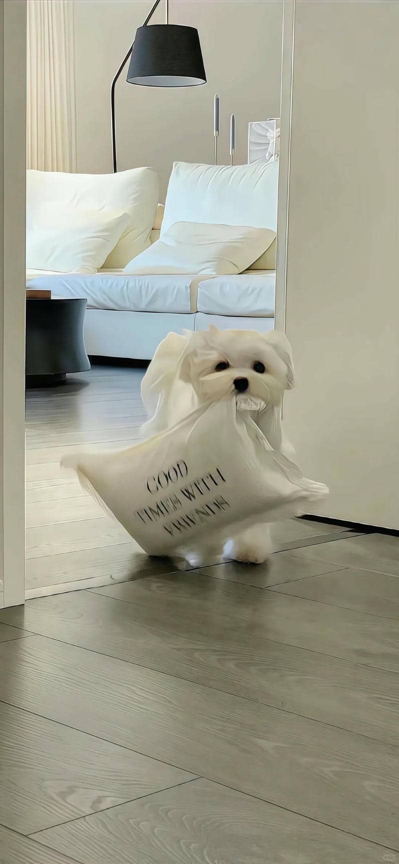 chó cười dễ thương