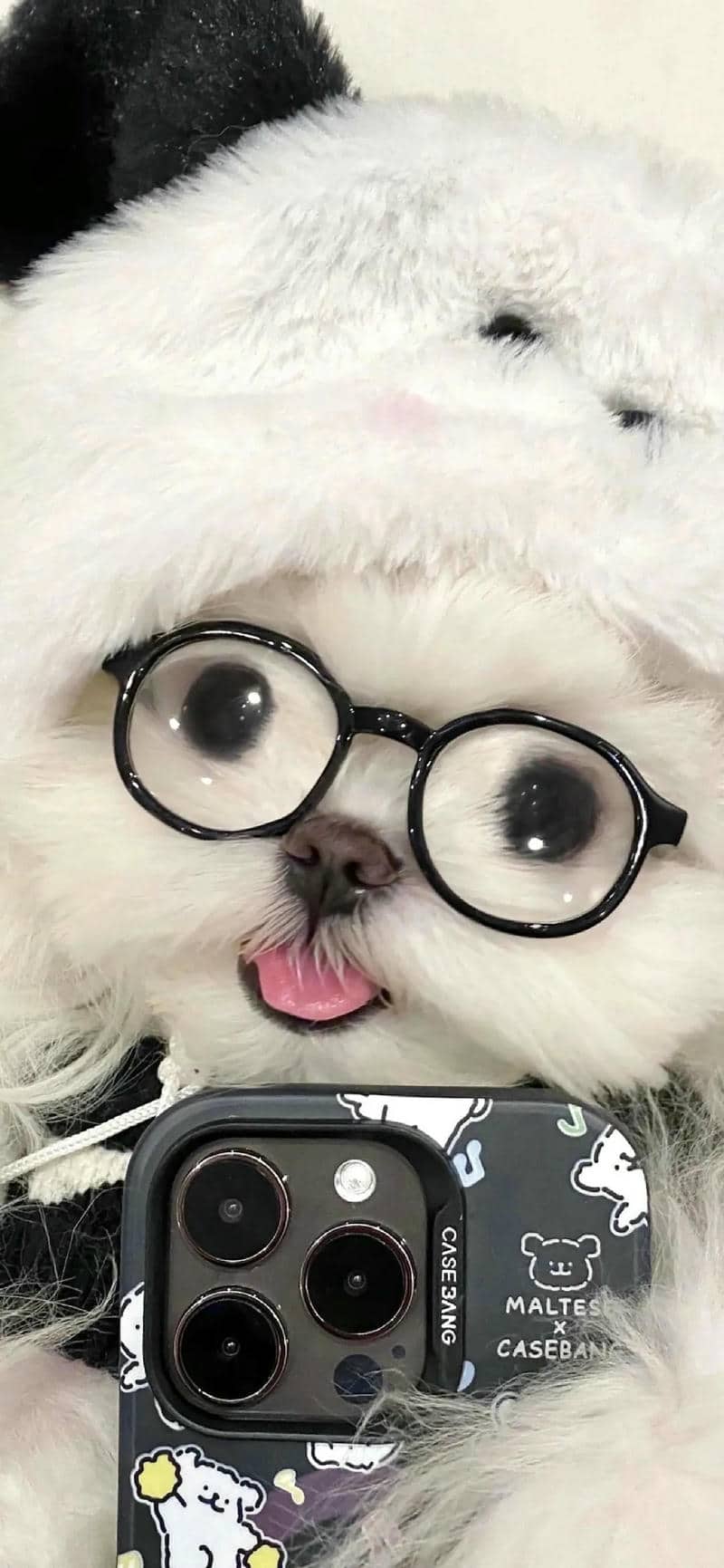 chó cute