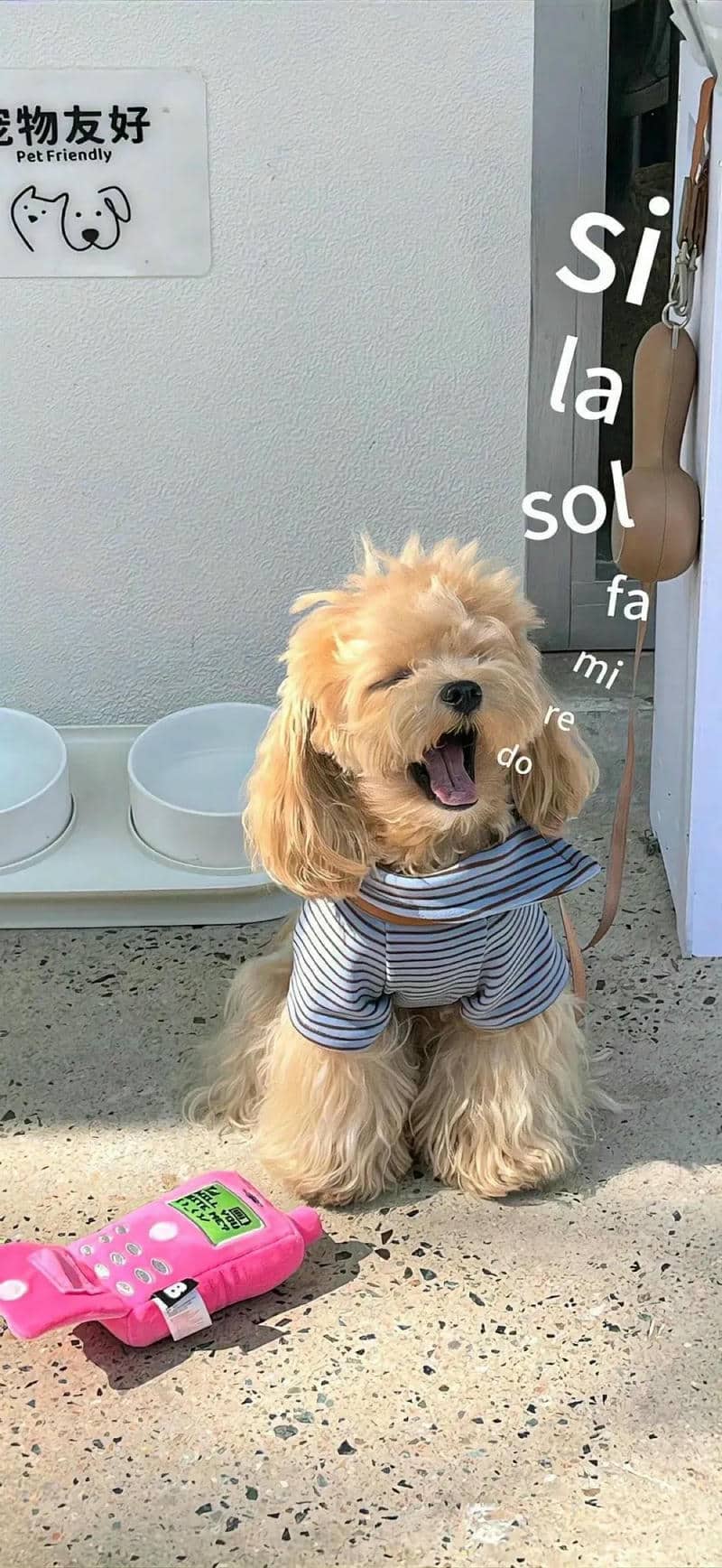 con chó cute
