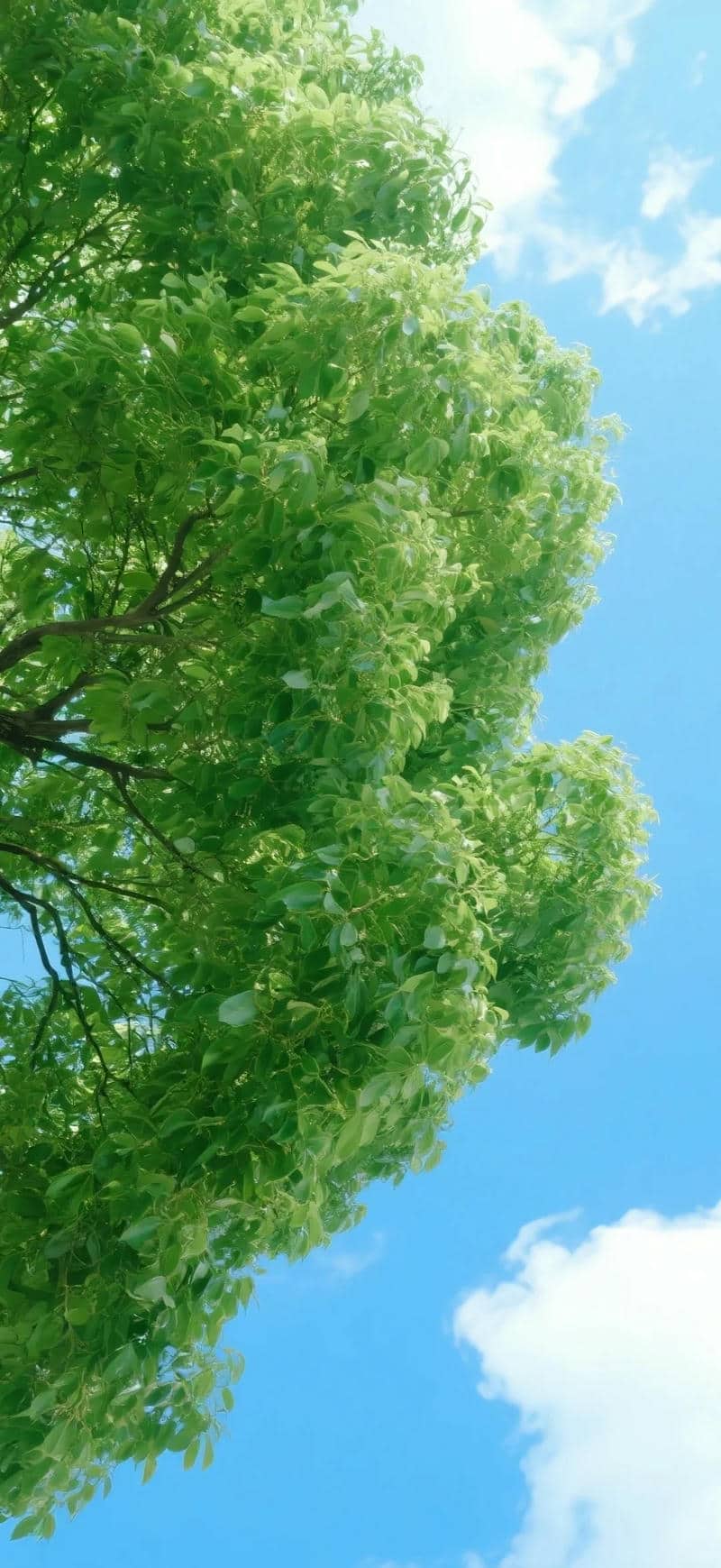 hình ảnh cây