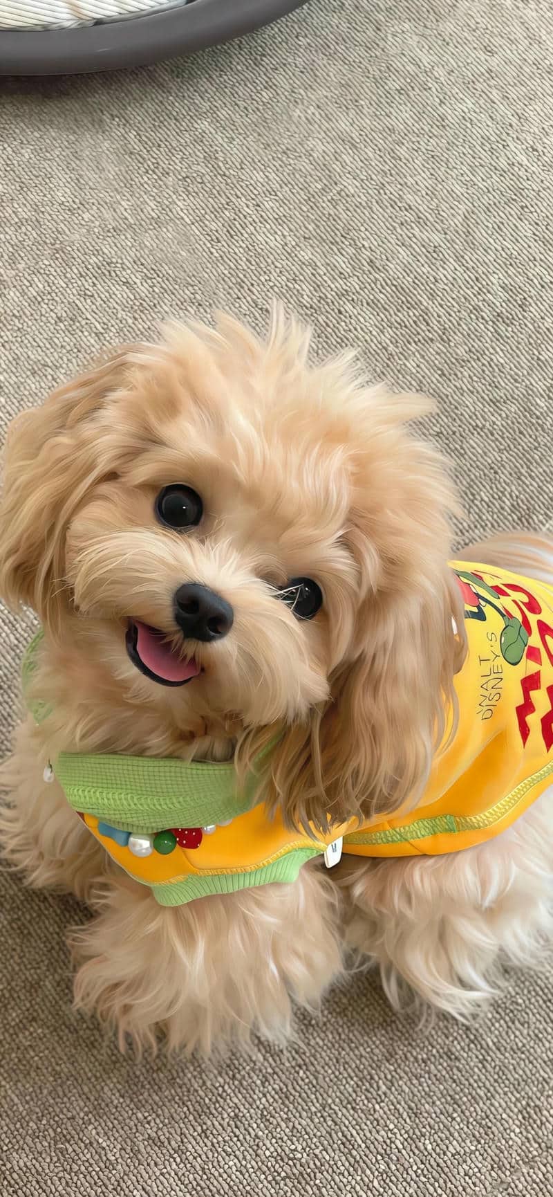 hình ảnh con chó cute