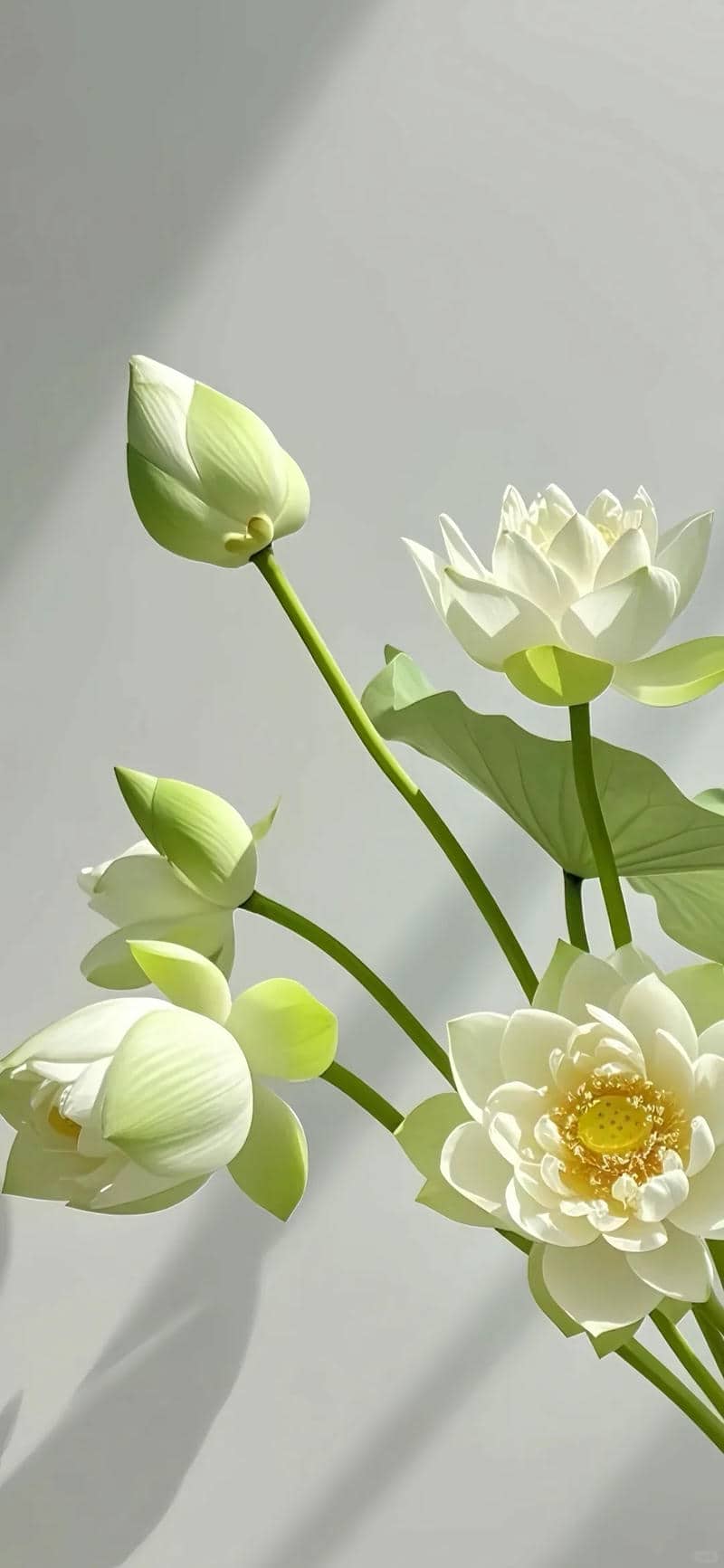 hình ảnh hoa sen vàng đẹp nhất