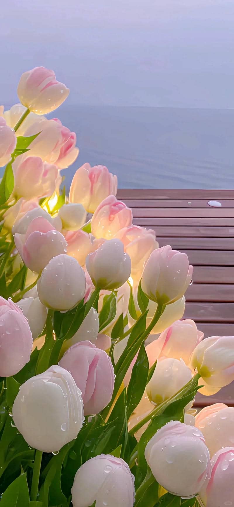 hình ảnh hoa tulip chill