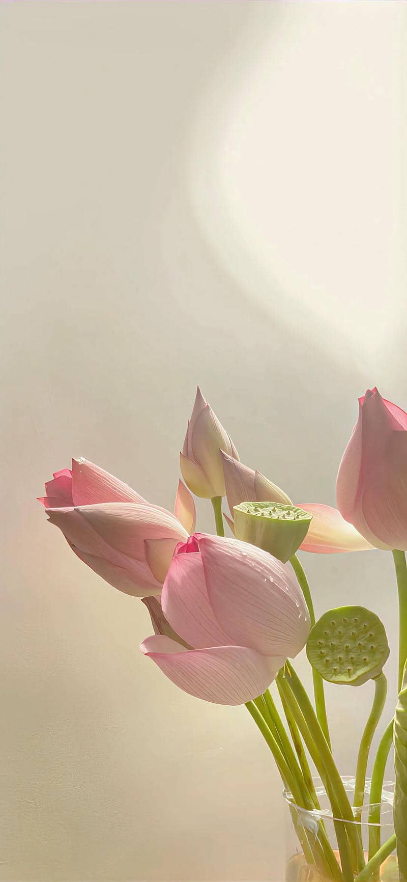hình ảnh sen