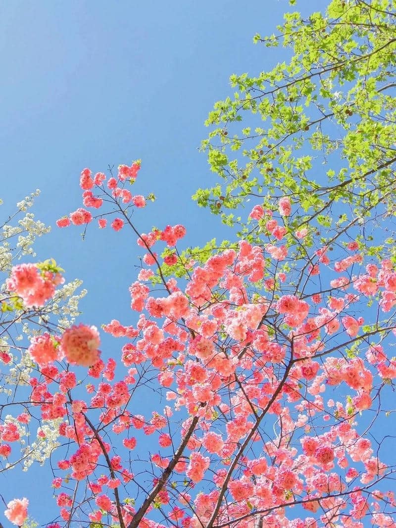hình ảnh zalo đẹp