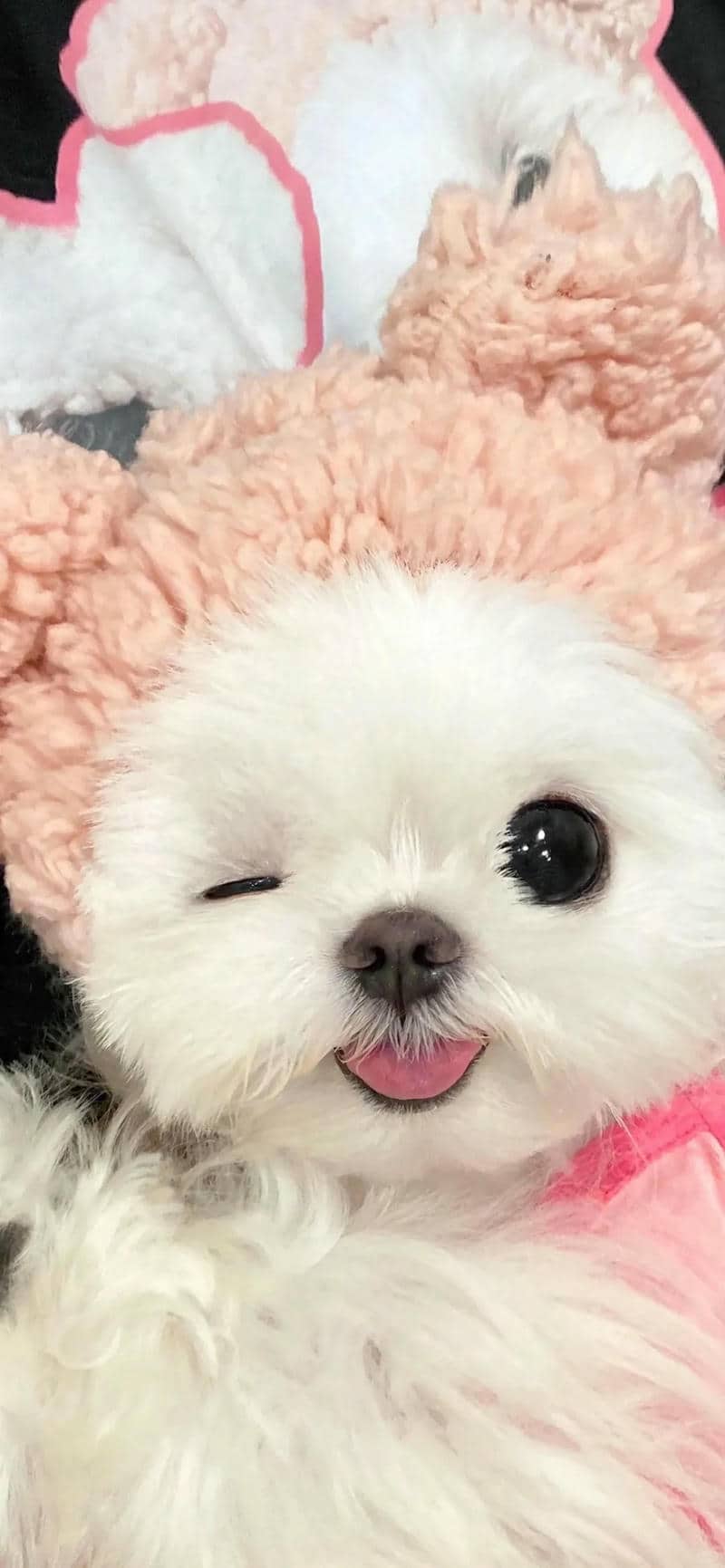 hình chó cute
