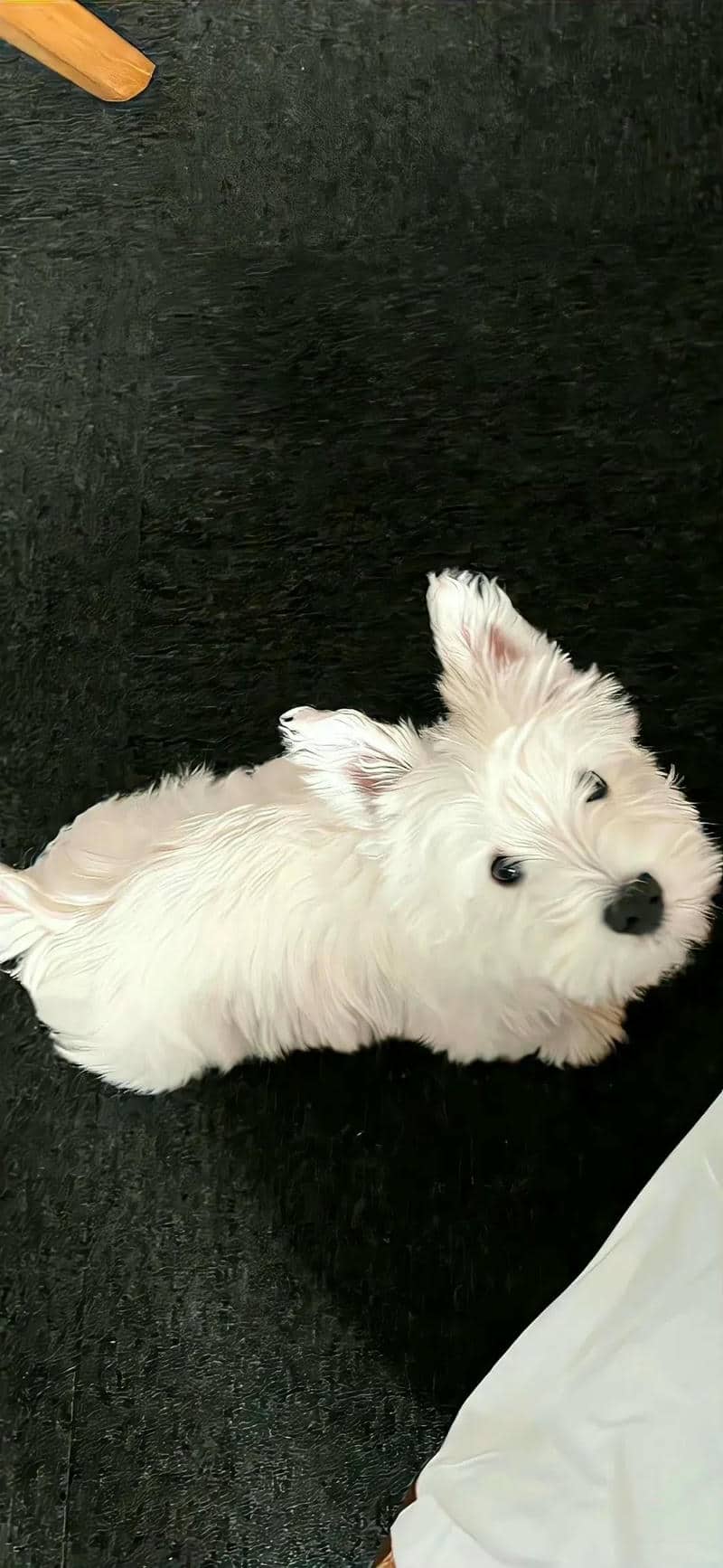 hình con chó cute
