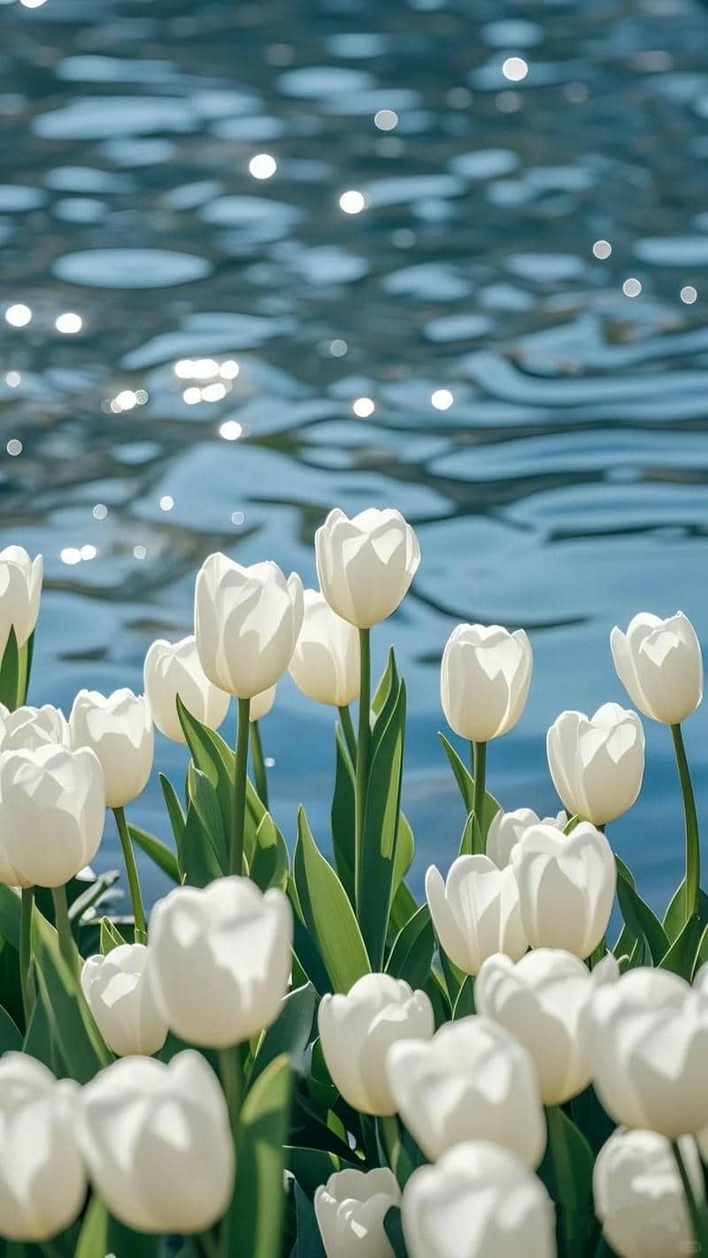 hinh hoa tulip