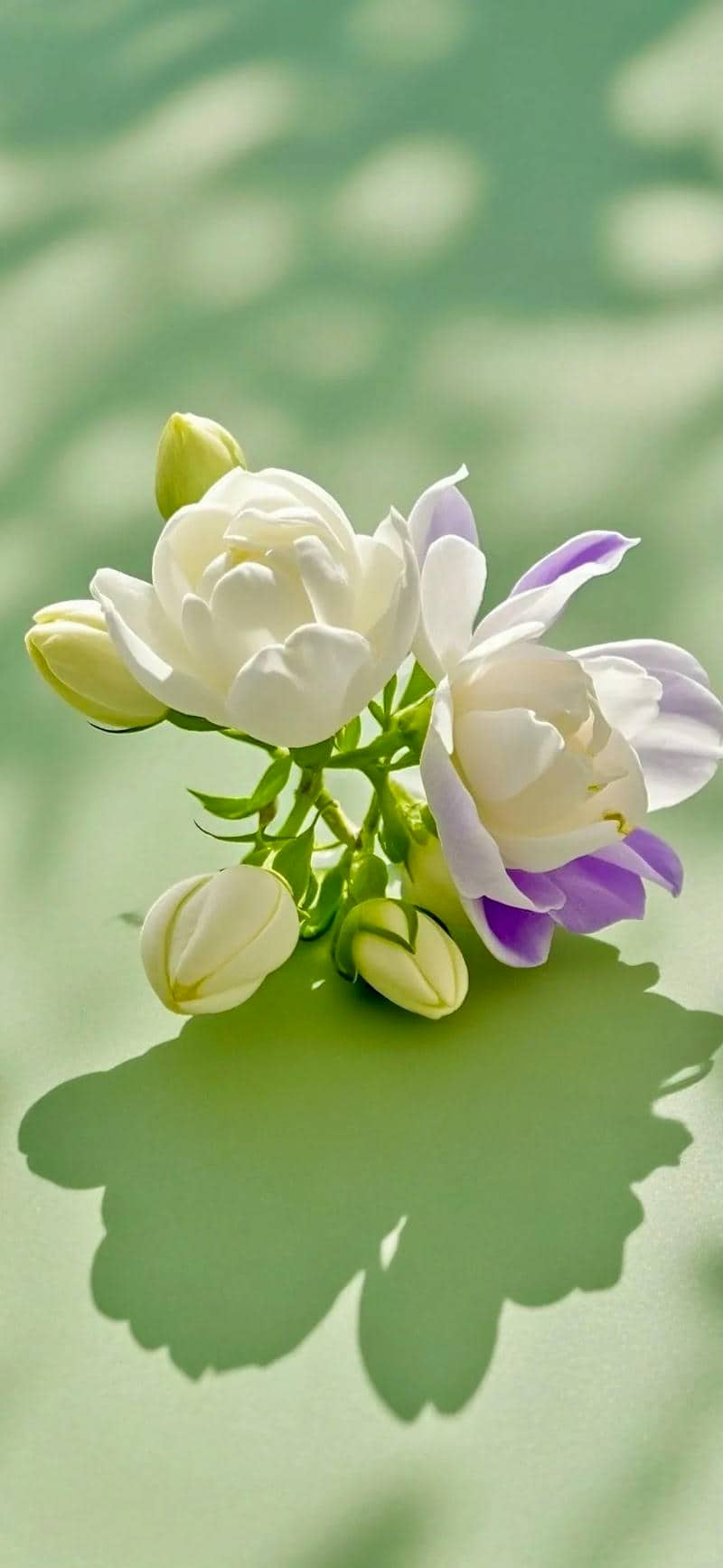 hình nền ảnh hoa nhài