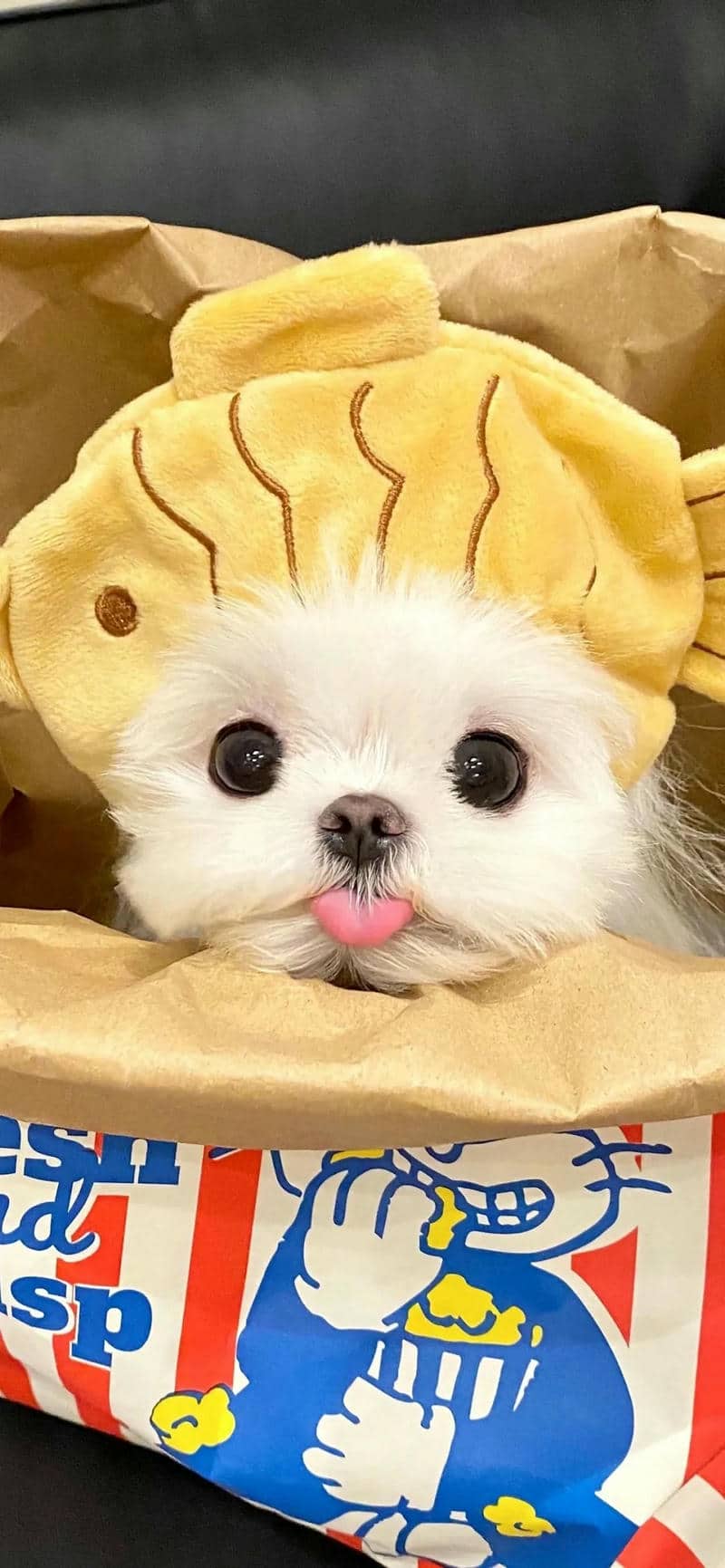 hình nền con chó