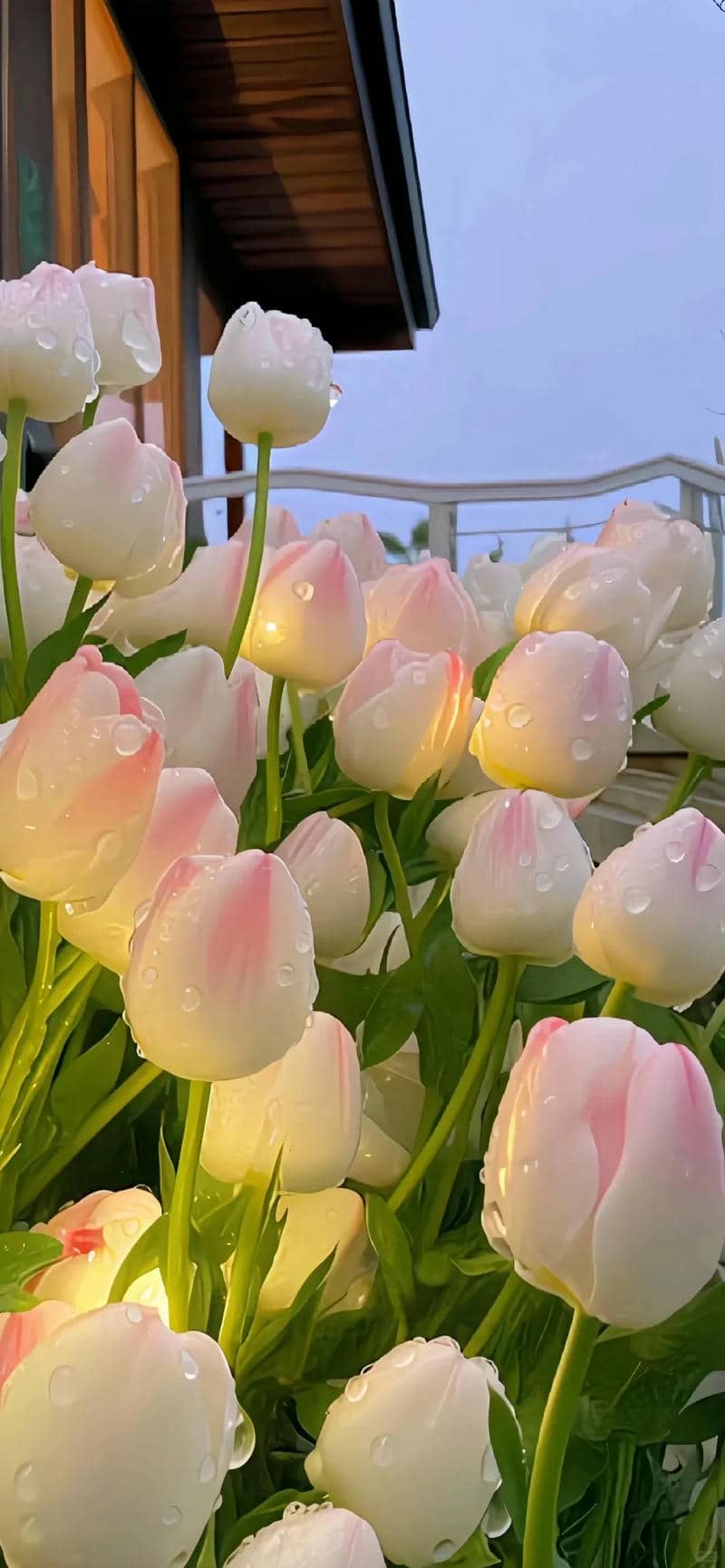 hình nền đẹp hoa tulip