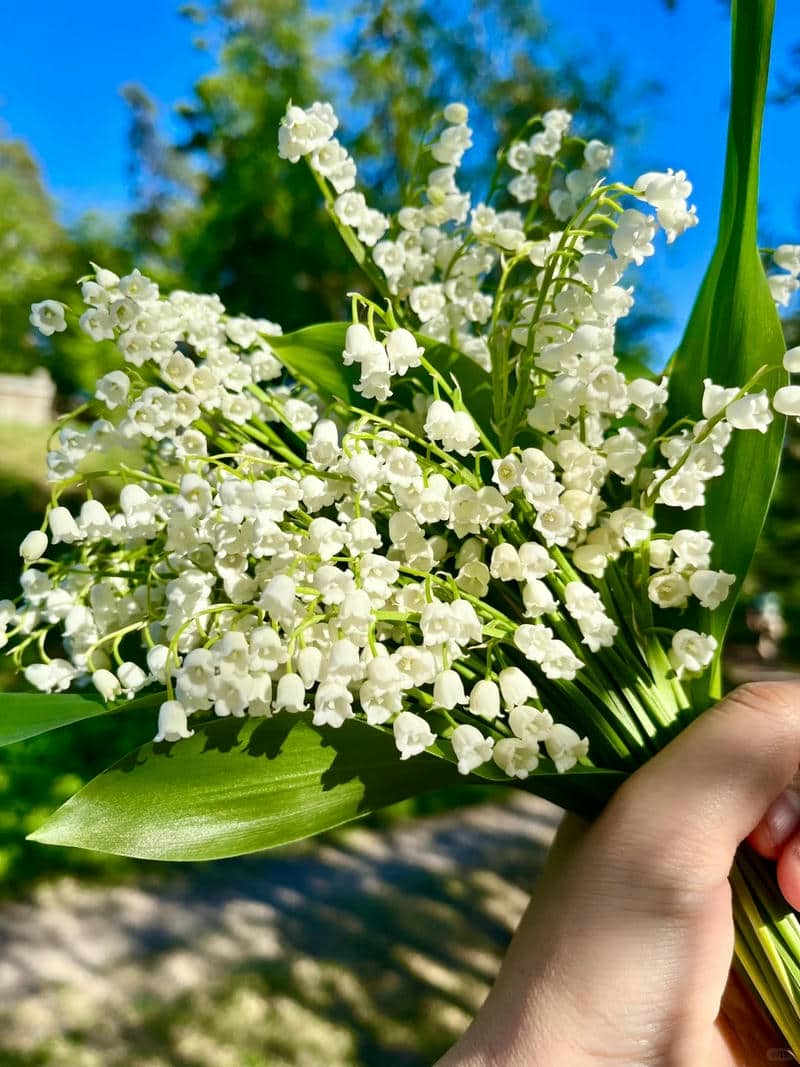 hình nền điện thoại hoa linh lan