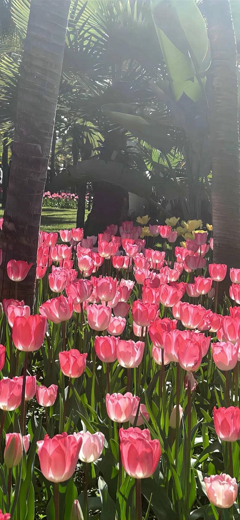 hình nền điện thoại hoa tulip
