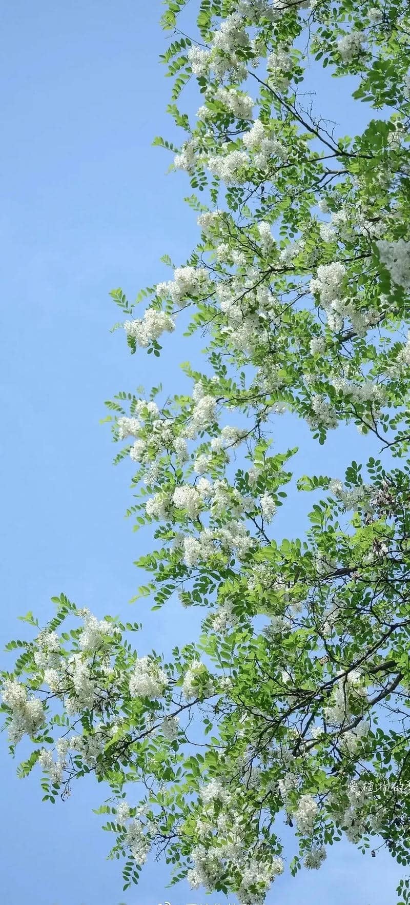 hình nền điện thoại phong thủy mệnh mộc