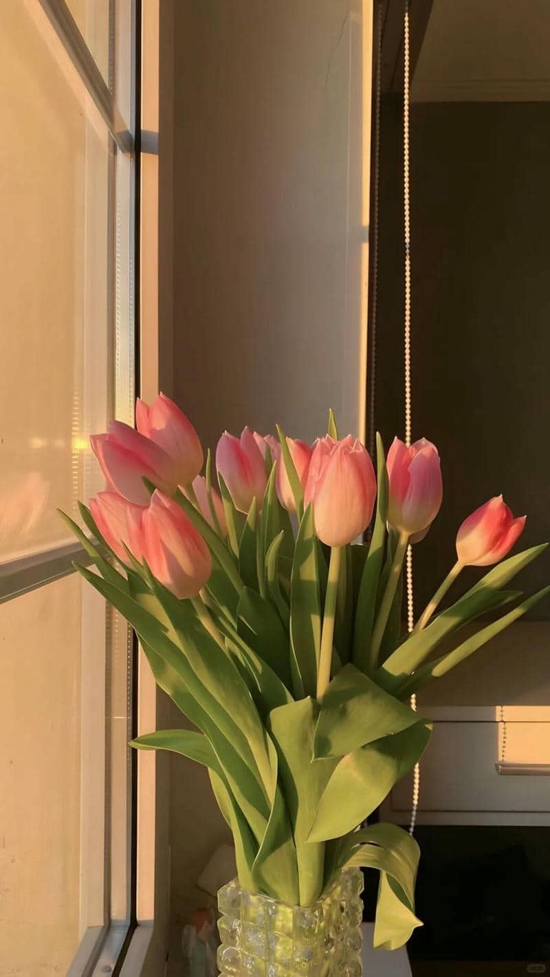 hình nền đt hoa tulip