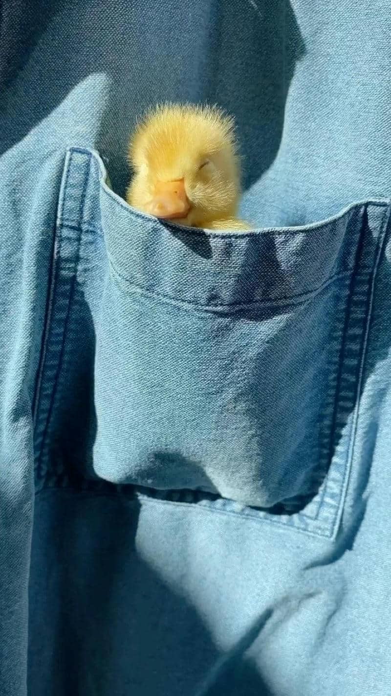 hình nền hài hước cute