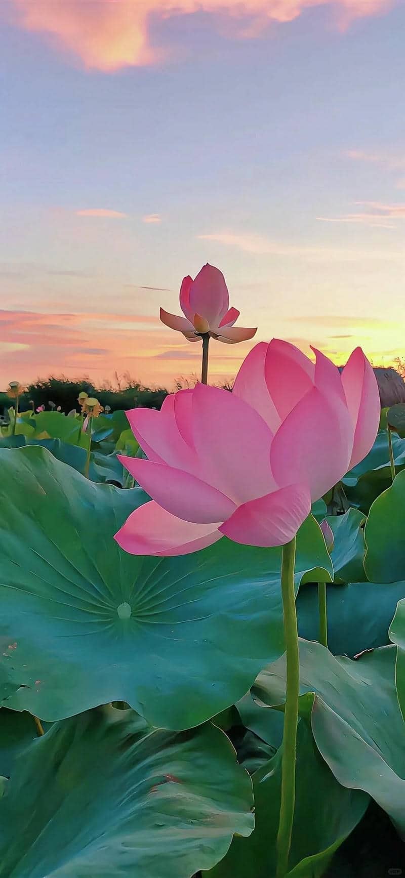 hình nền hoa sen đẹp