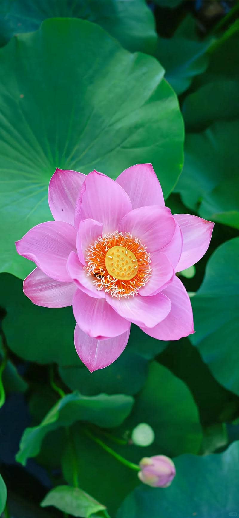 hinh nen hoa sen