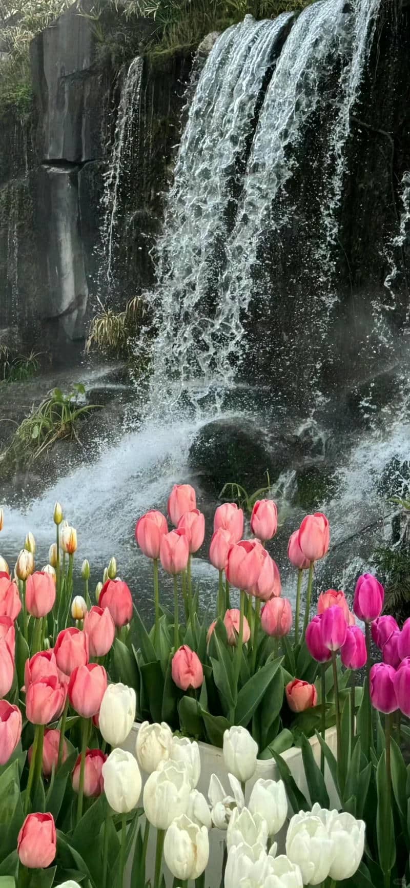hình nền hoa tulip chill