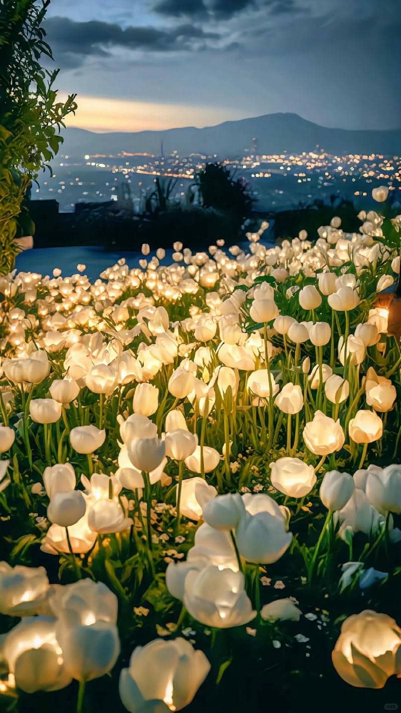 hình nền hoa tulip cho điện thoại