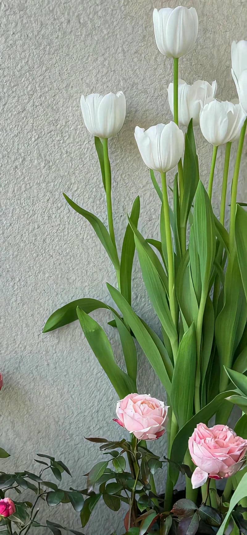 hình nền hoa tulip trắng