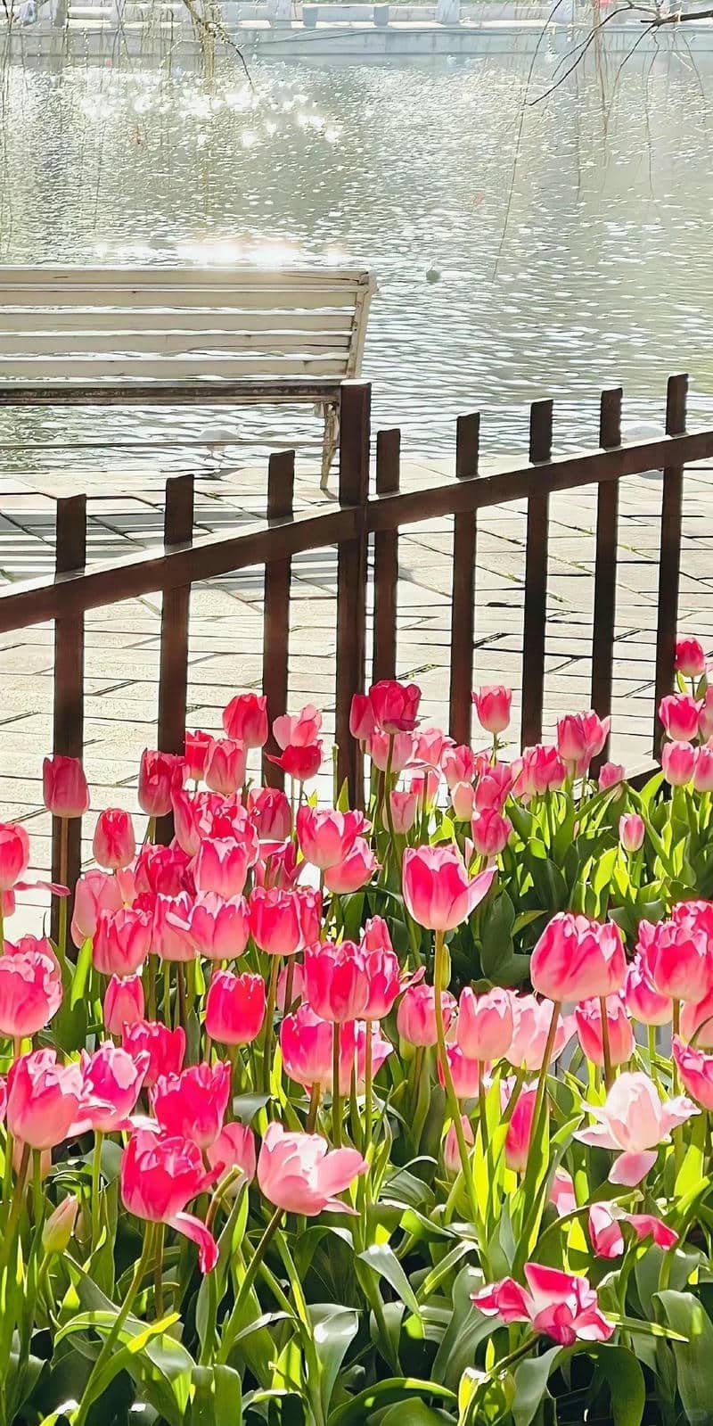 hình nền hoa tulip