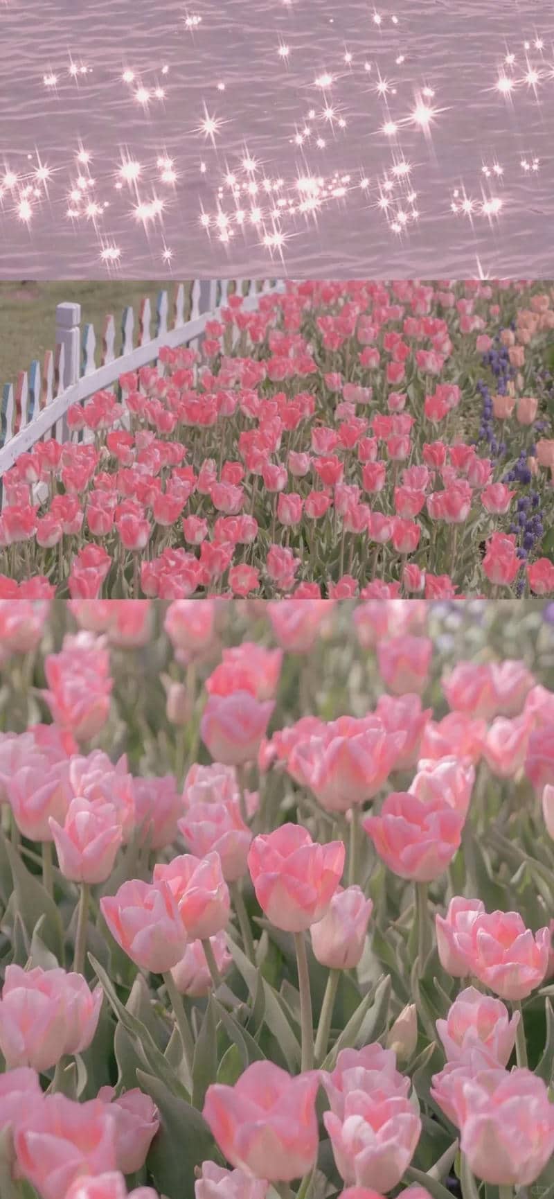hình nền tulip