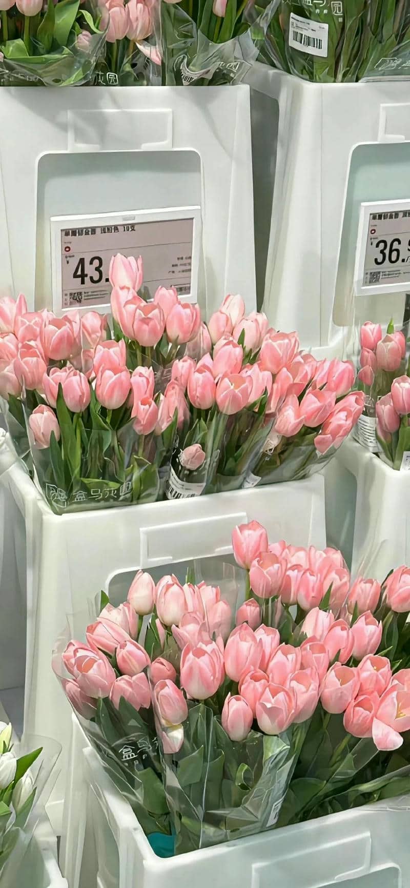 hoa tulip hình nền