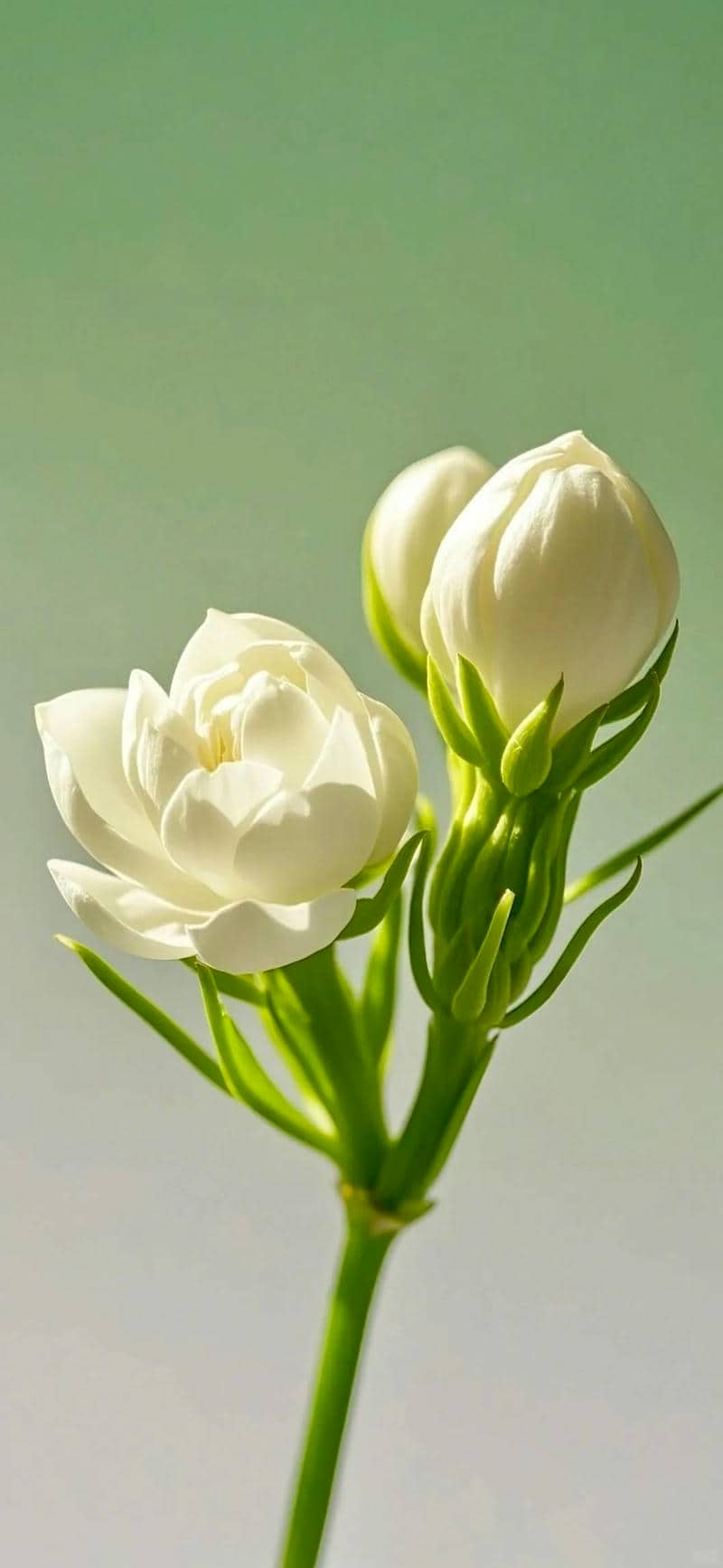 nền điện thoại hoa nhài đẹp