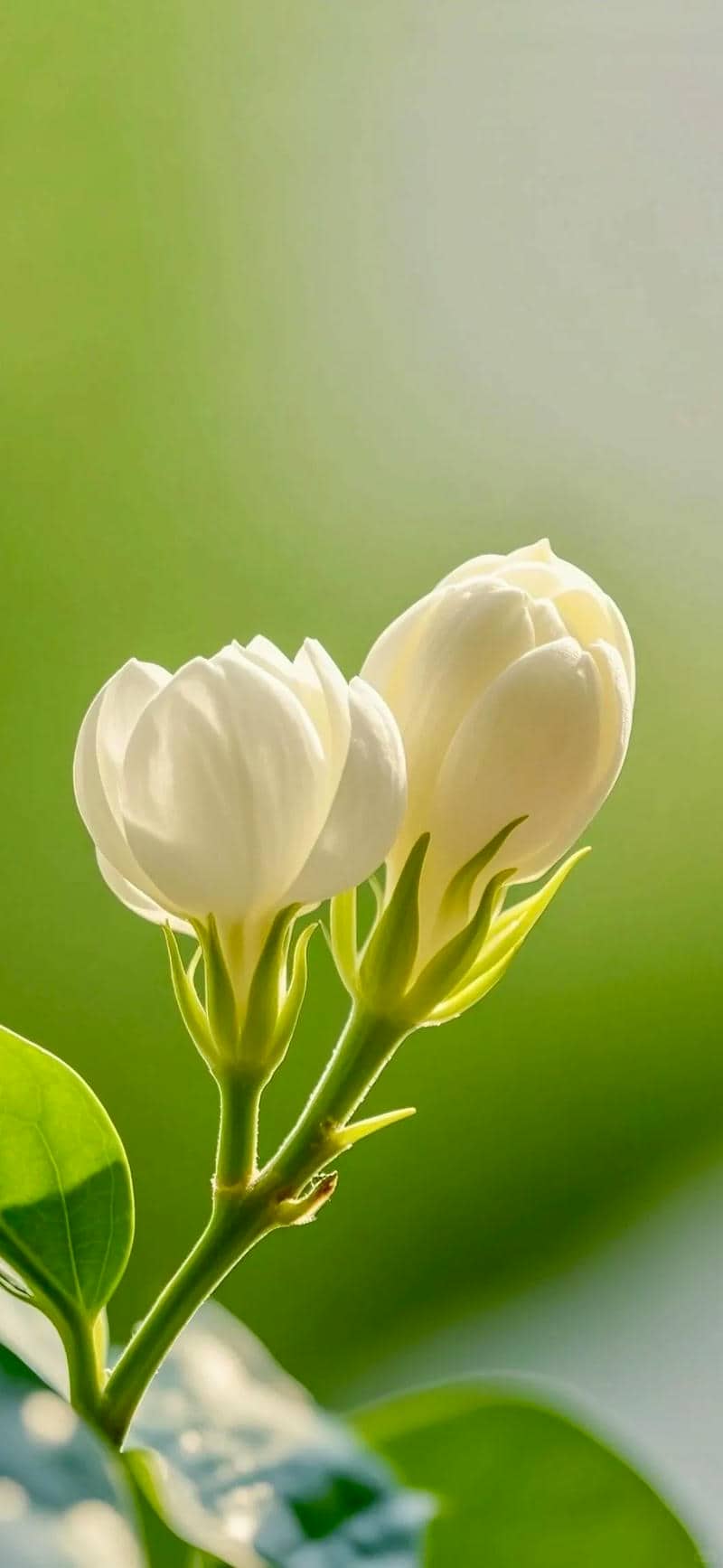 nền điện thoại hoa nhài