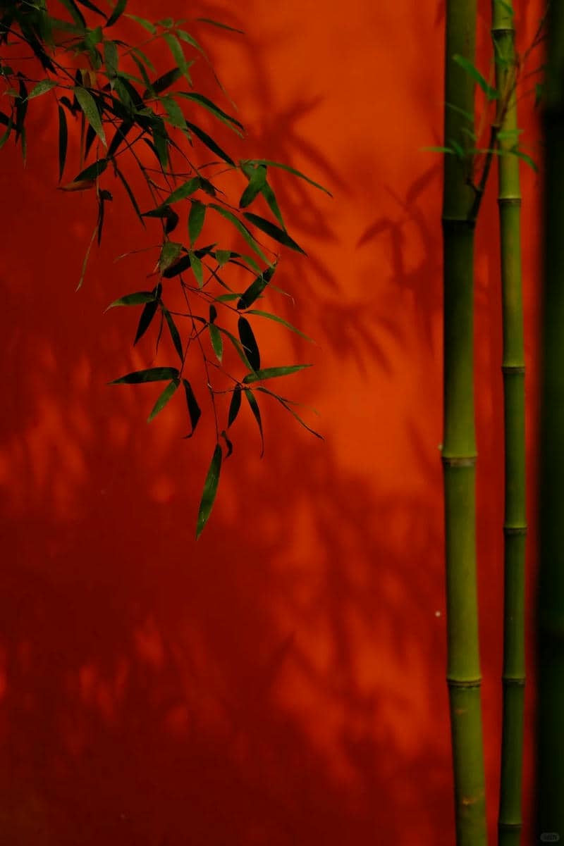 nền màu đỏ đô