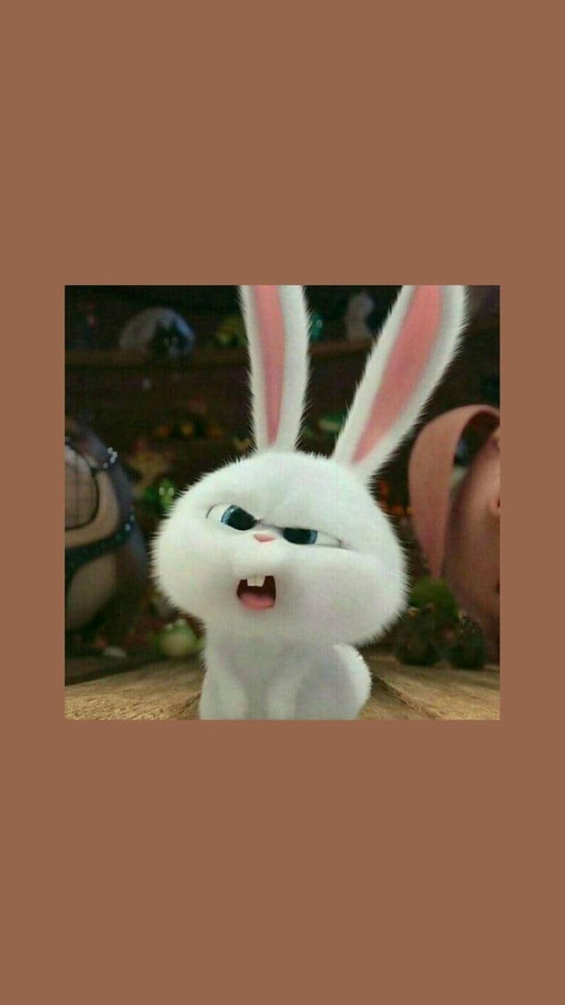 snowball cute hình nền